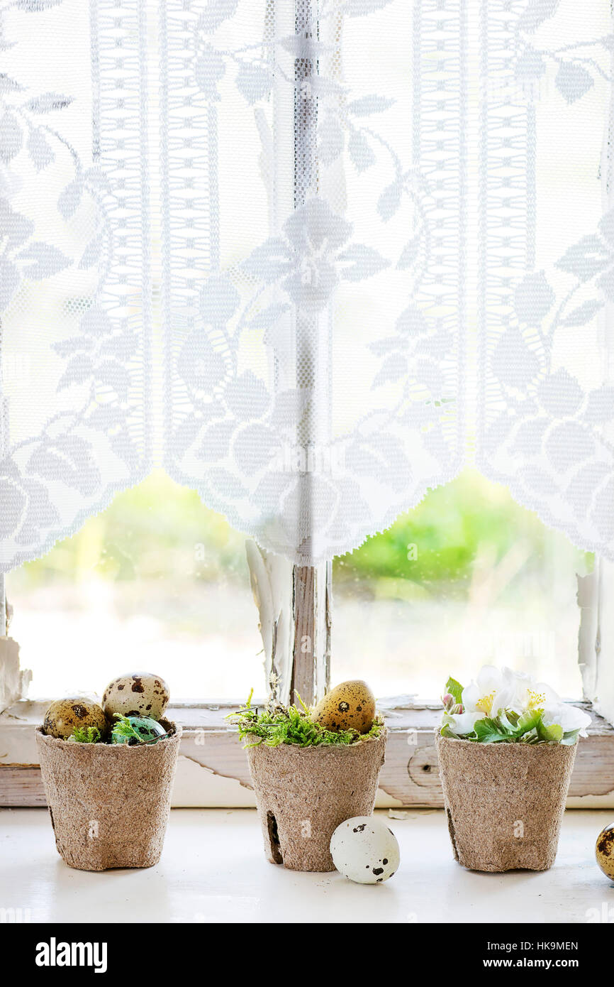 Home Decor colorful Easter quail eggs with spring cherry flowers and moss in small garden pots over white windowsill with day light window and curtain Stock Photo