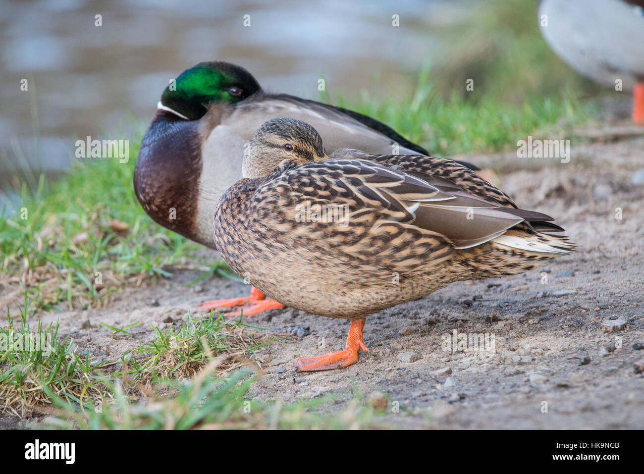 waterfowl-river-don-scotland-hi-res-stock-photography-and-images-alamy