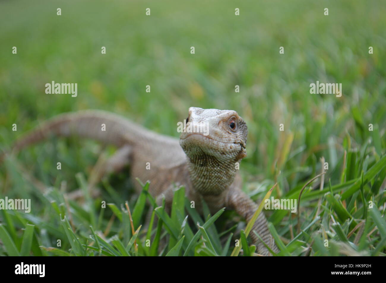 Savannah Monitor Lizard Stock Photo Alamy