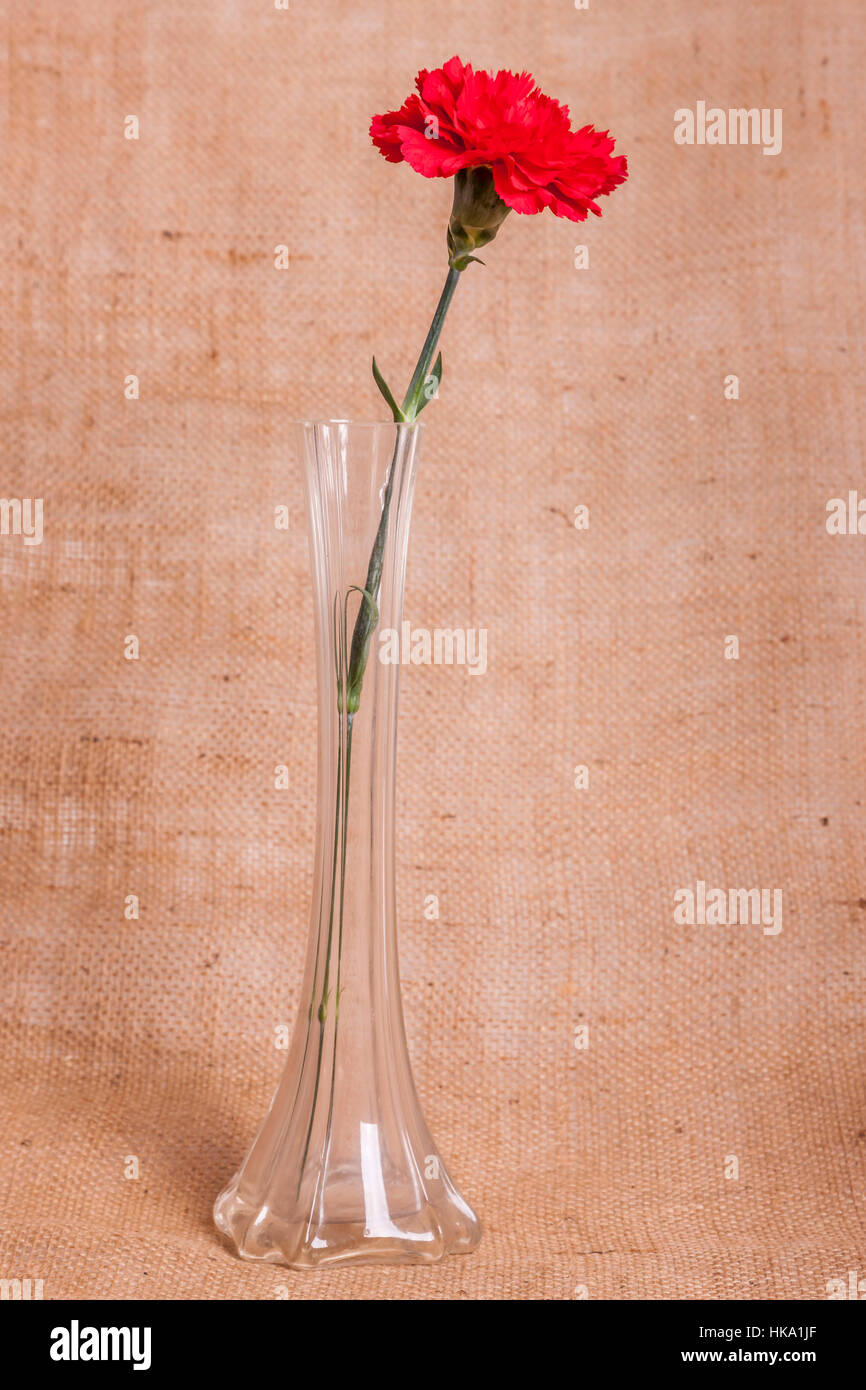 Single Stem Red Carnation Dianthus Caryophyllus In A Glass Vase