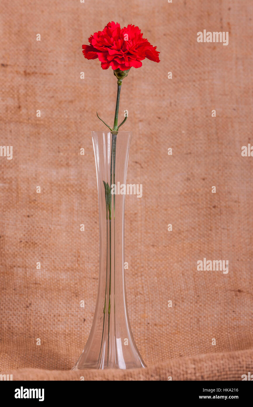 Single Stem Red Carnation Dianthus Caryophyllus In A Glass Vase