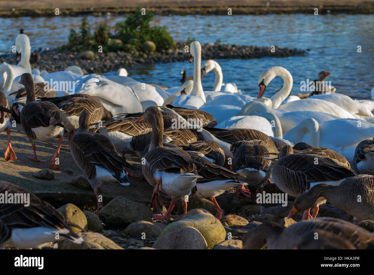Greylag goose and mute swan hires stock photography and images Alamy