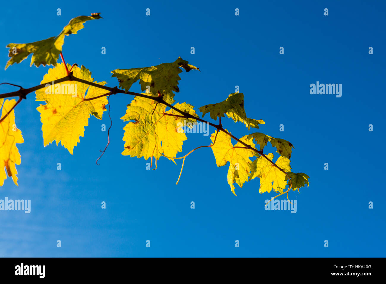 Yello and orange colored wine leaves against blue sky in autumn Stock Photo