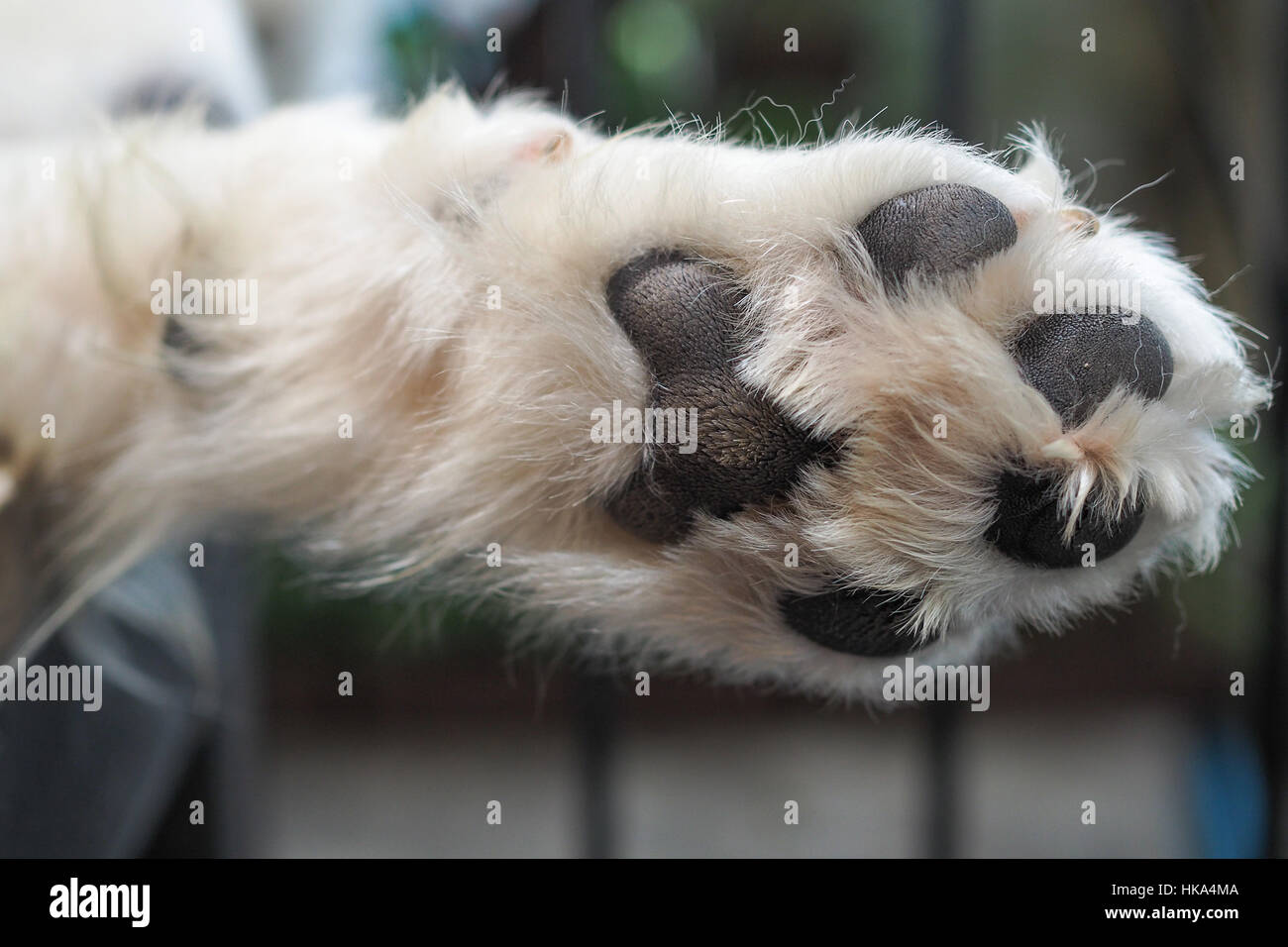 Dog paw pad hairy hires stock photography and images Alamy