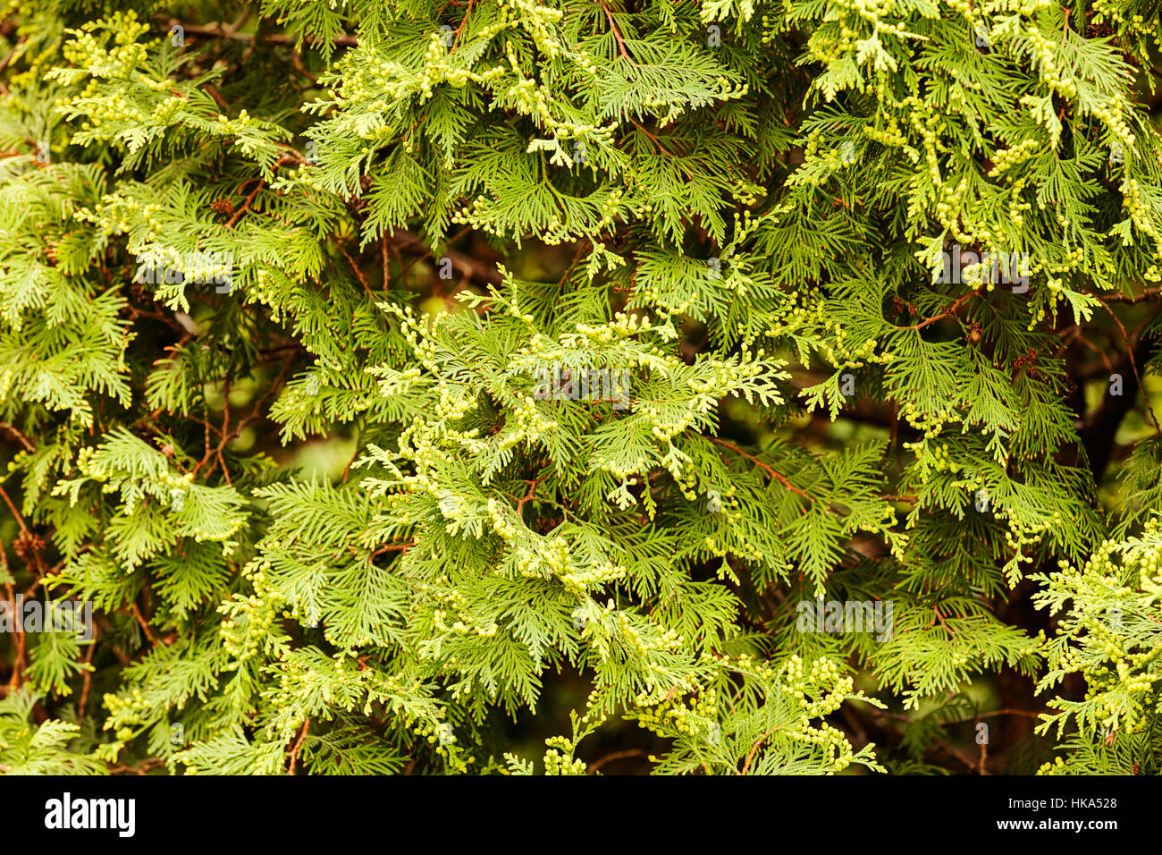 Thuja tree thick branches hi-res stock photography and images - Alamy
