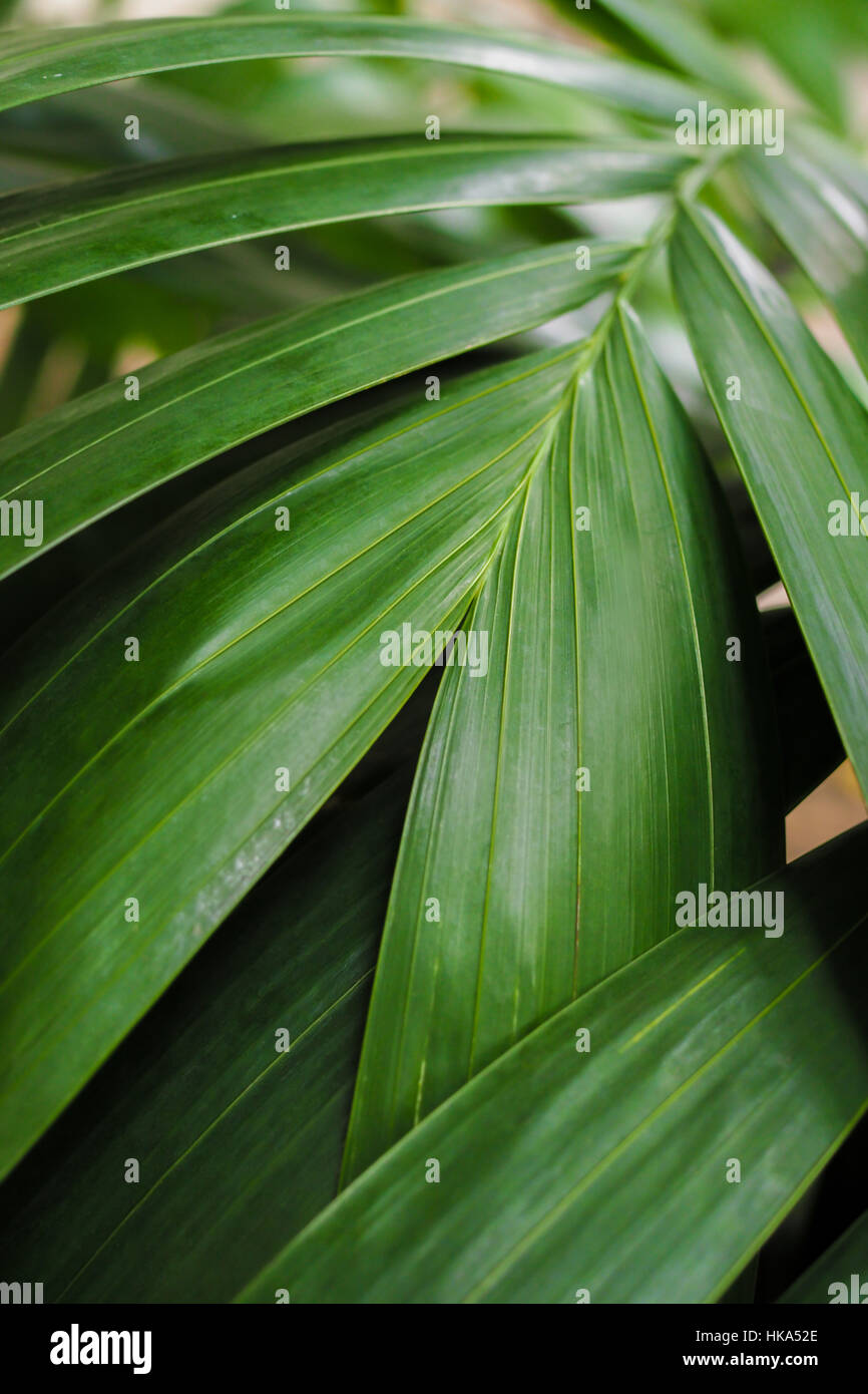 Close-up of detailed rainforest jungle leaves for background. Stock Photo