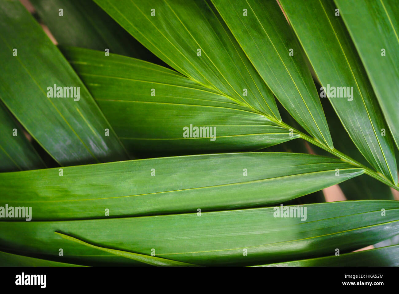 Close-up of detailed rainforest jungle leaves for background. Stock Photo