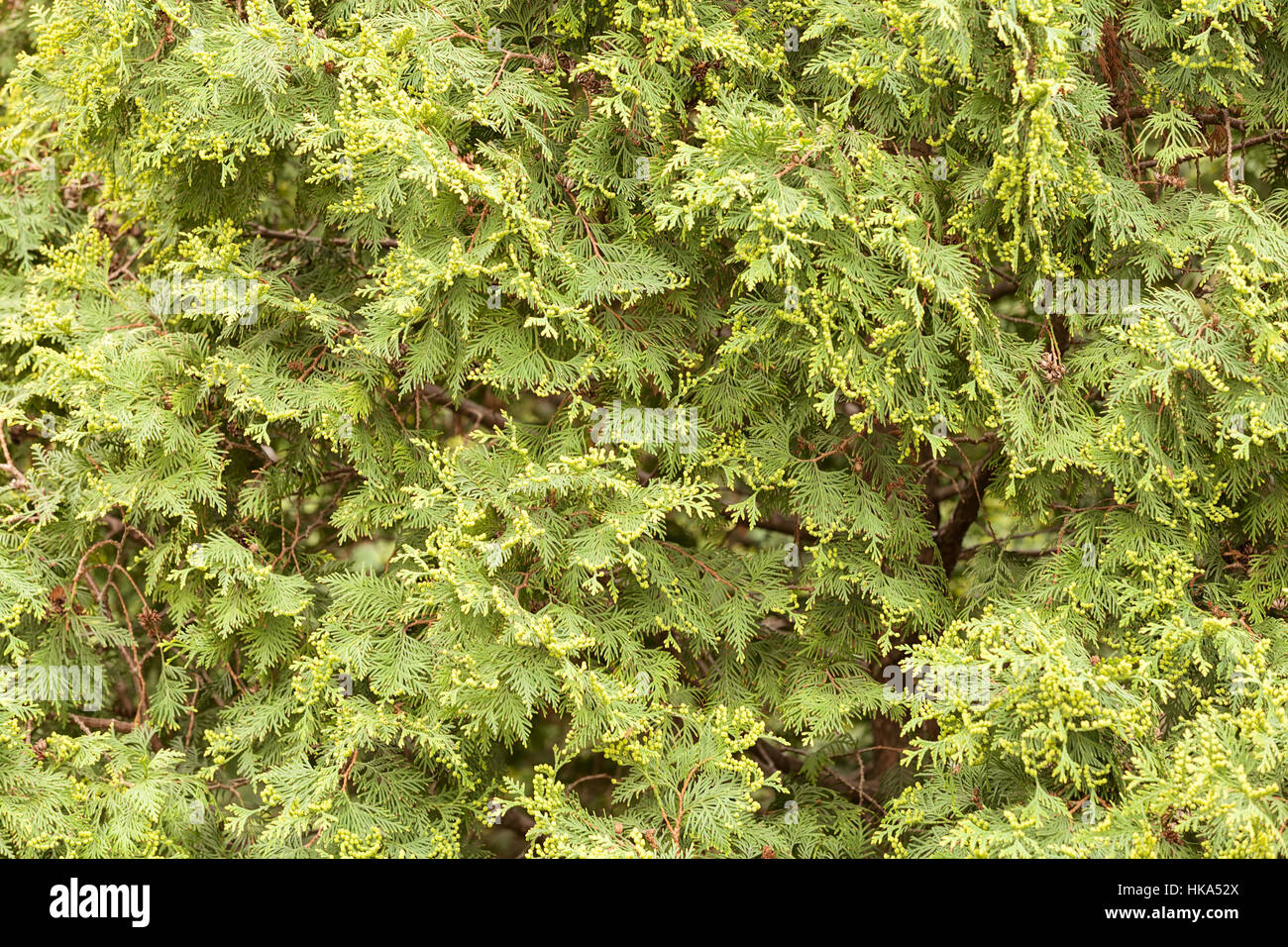 Thuja tree thick branches hi-res stock photography and images - Alamy