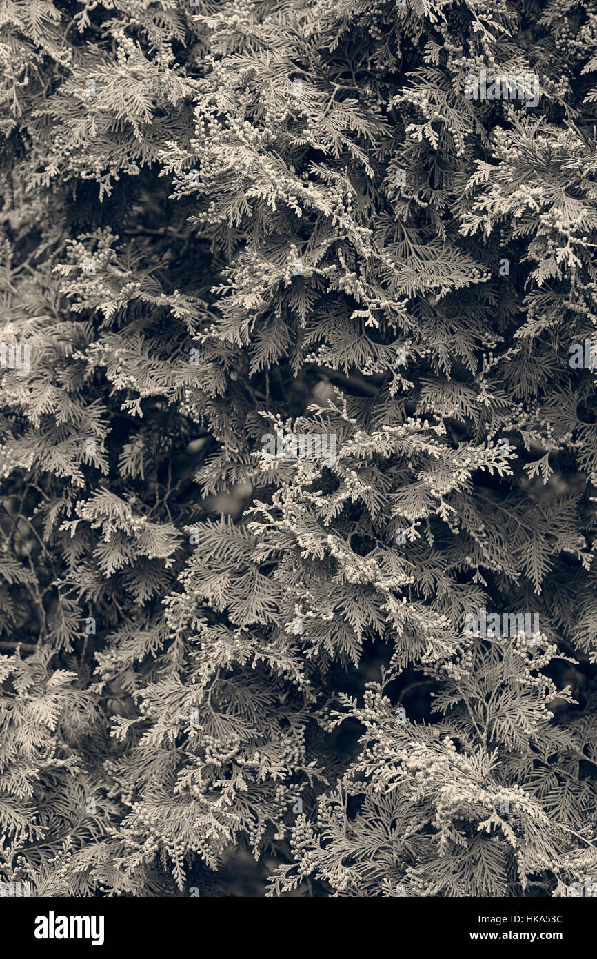 Thuja tree thick branches hi-res stock photography and images - Alamy