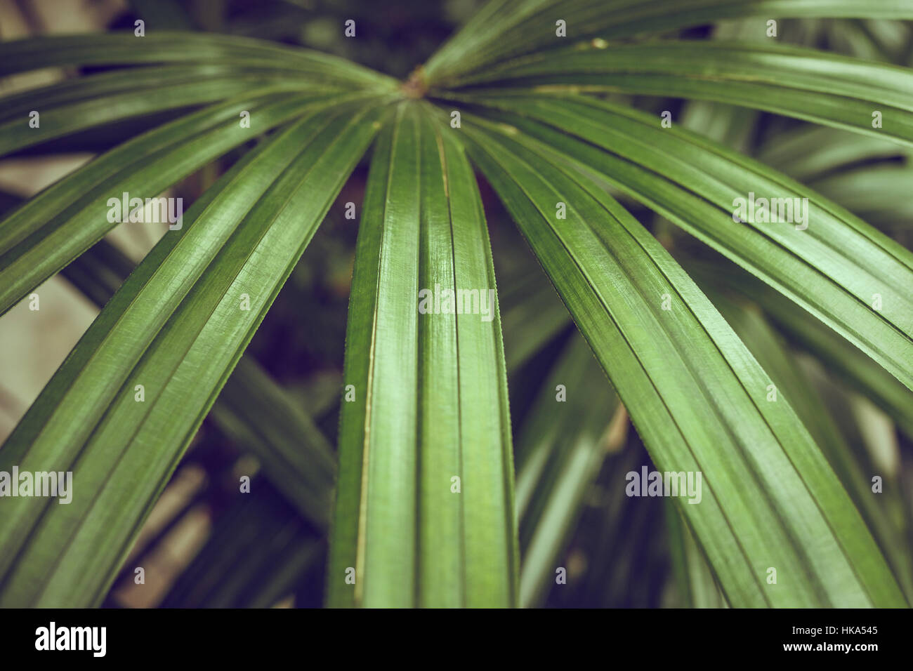 Close-up of detailed rainforest jungle leaves for background. Stock Photo
