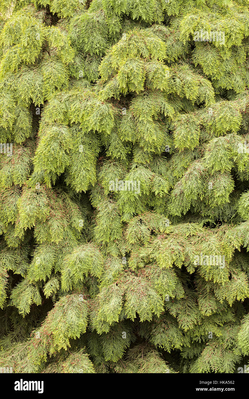 Thuja tree with thick branches, note shallow depth of field Stock Photo