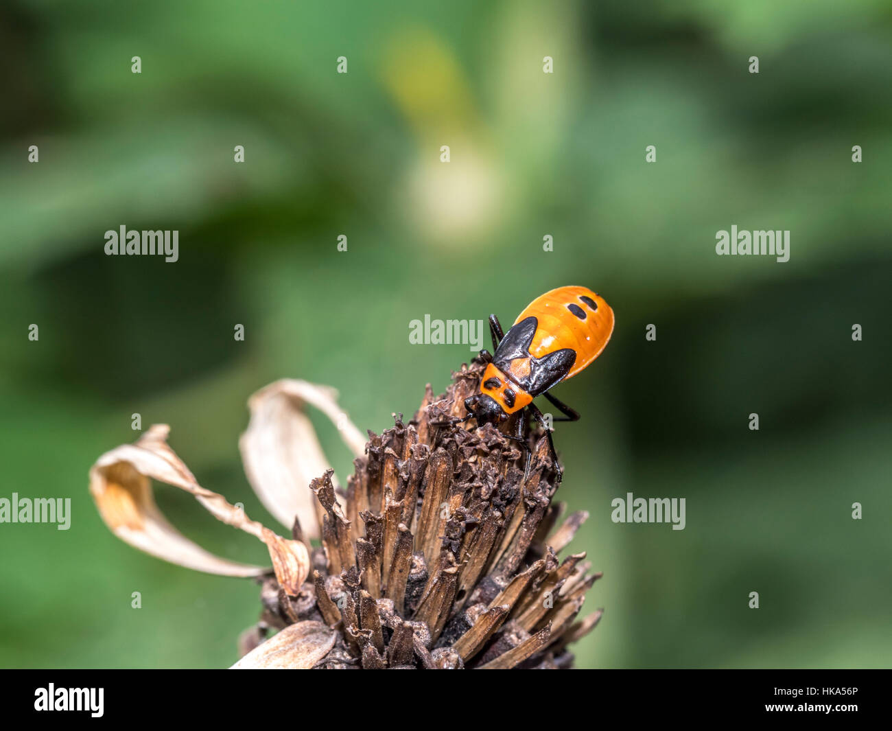 Lygaeidae are a family in the Hemiptera,Milkweed bugs Stock Photo - Alamy