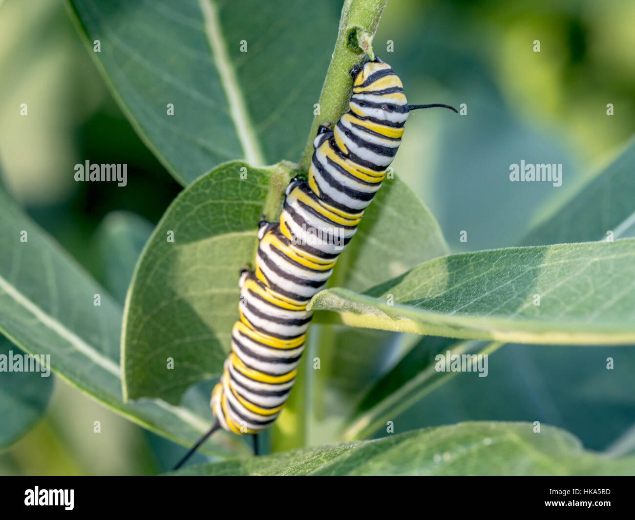 Caterpillars are the larval form of members of the order Lepidoptera Stock Photo