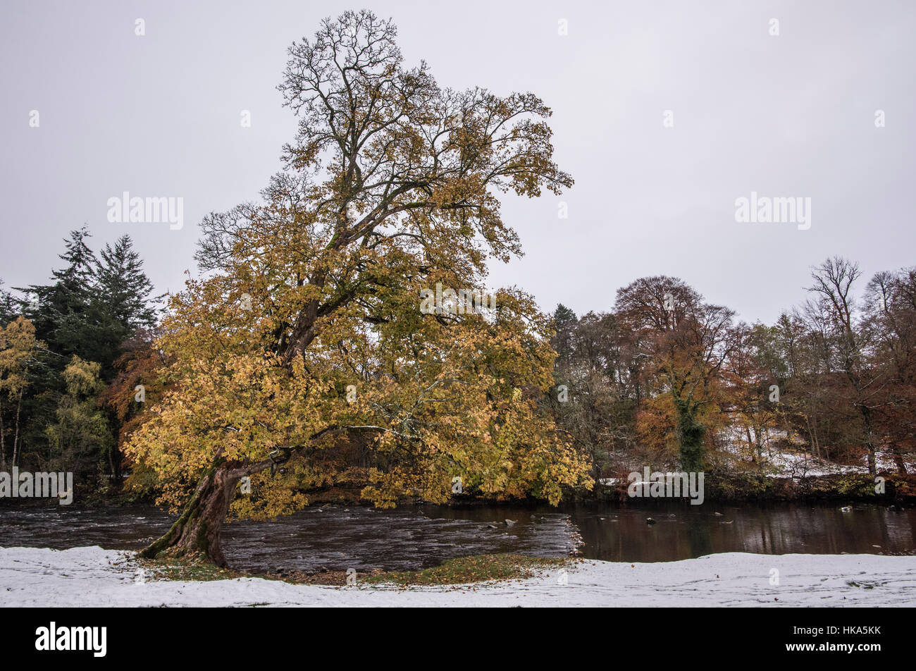 Sycamore tree in autumn with snow, Acer pseudoplatanus Stock Photo