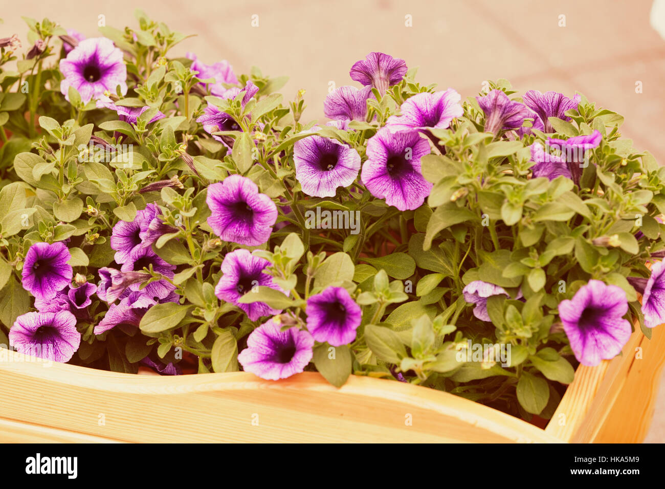 purple flowers  with green leaves, note shallow depth of field Stock Photo