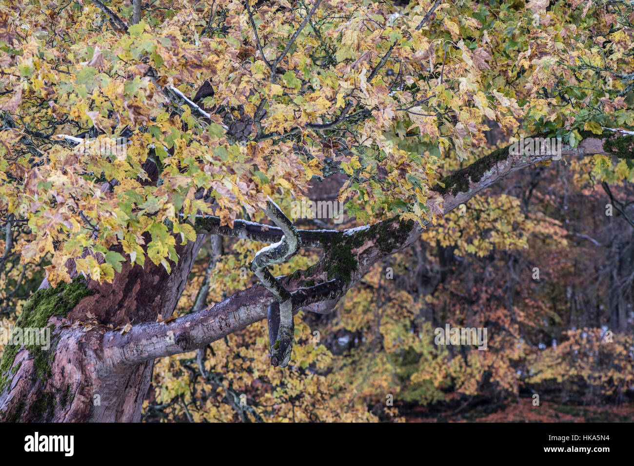 Sycamore branches with autumn leaves and snow, Acer pseudoplatanus Stock Photo