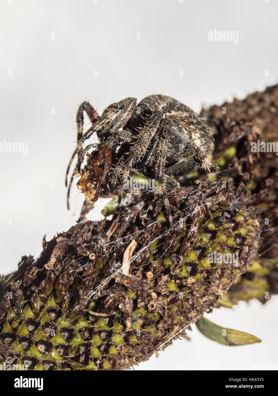 Common house spider,Parasteatoda tepidariorum, referred to internationally as the American house spider Stock Photo