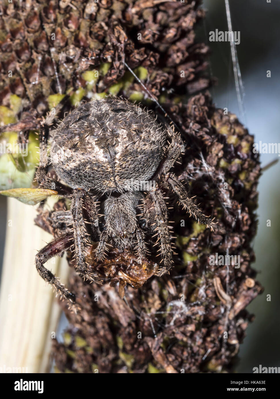 Common house spider,Parasteatoda tepidariorum, referred to internationally as the American house spider Stock Photo