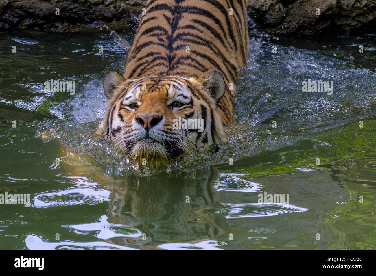 An Amur Tiger (Panthera tigris altaica) is swimming in a waterhole Stock Photo