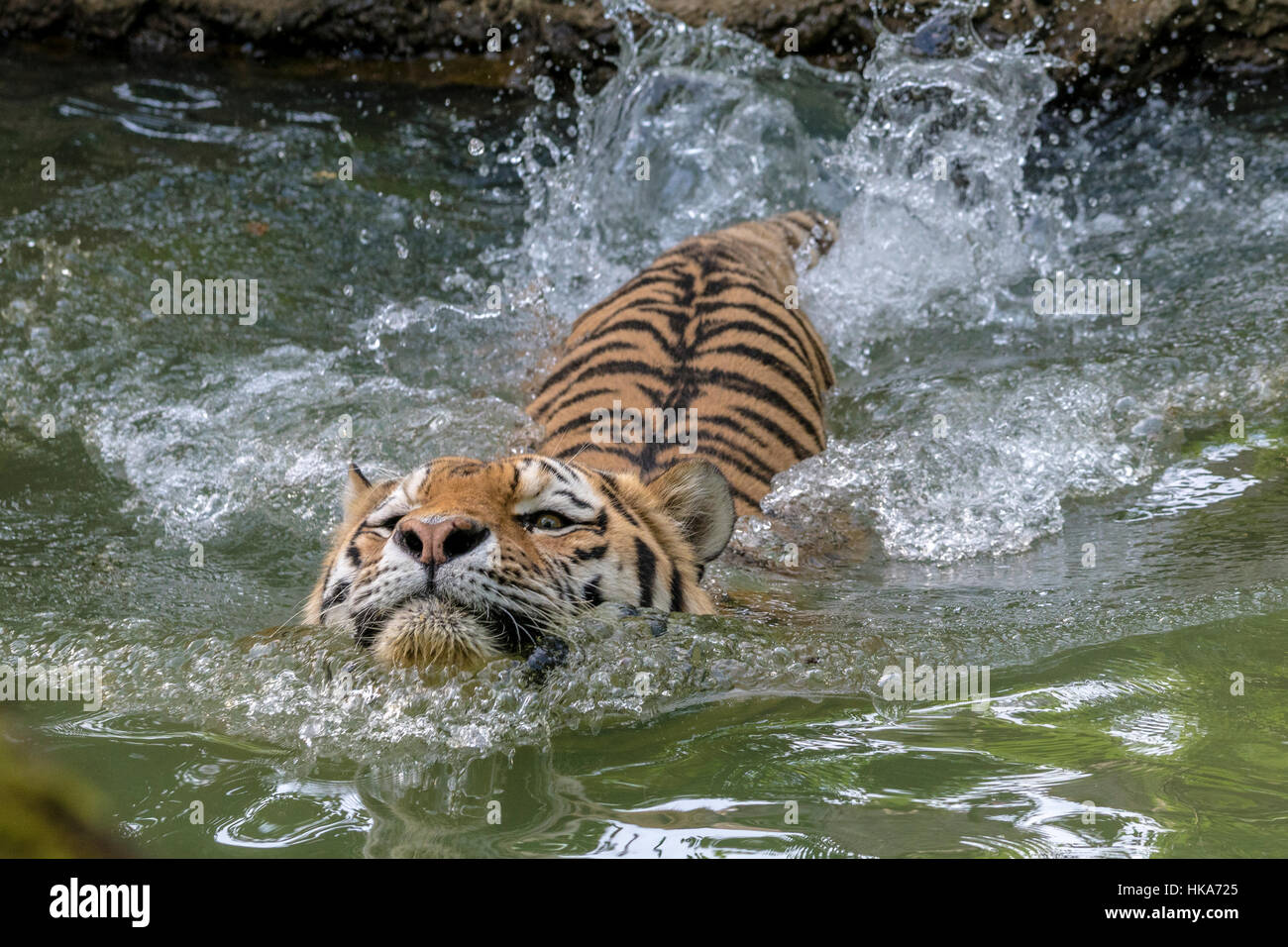 An Amur Tiger (Panthera tigris altaica) is swimming in a waterhole Stock Photo