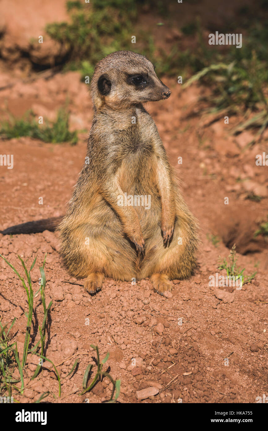 A Meerkat (Suricata suricatta) is sitting on the ground, watching out Stock Photo