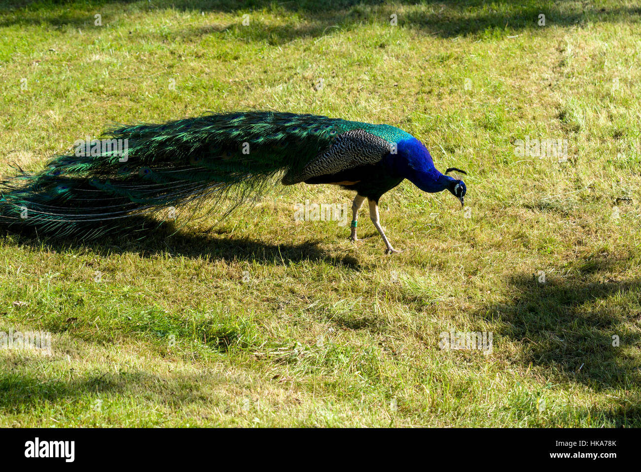A Indian Peacock (Pavo cristatus) is walking on a meadow Stock Photo
