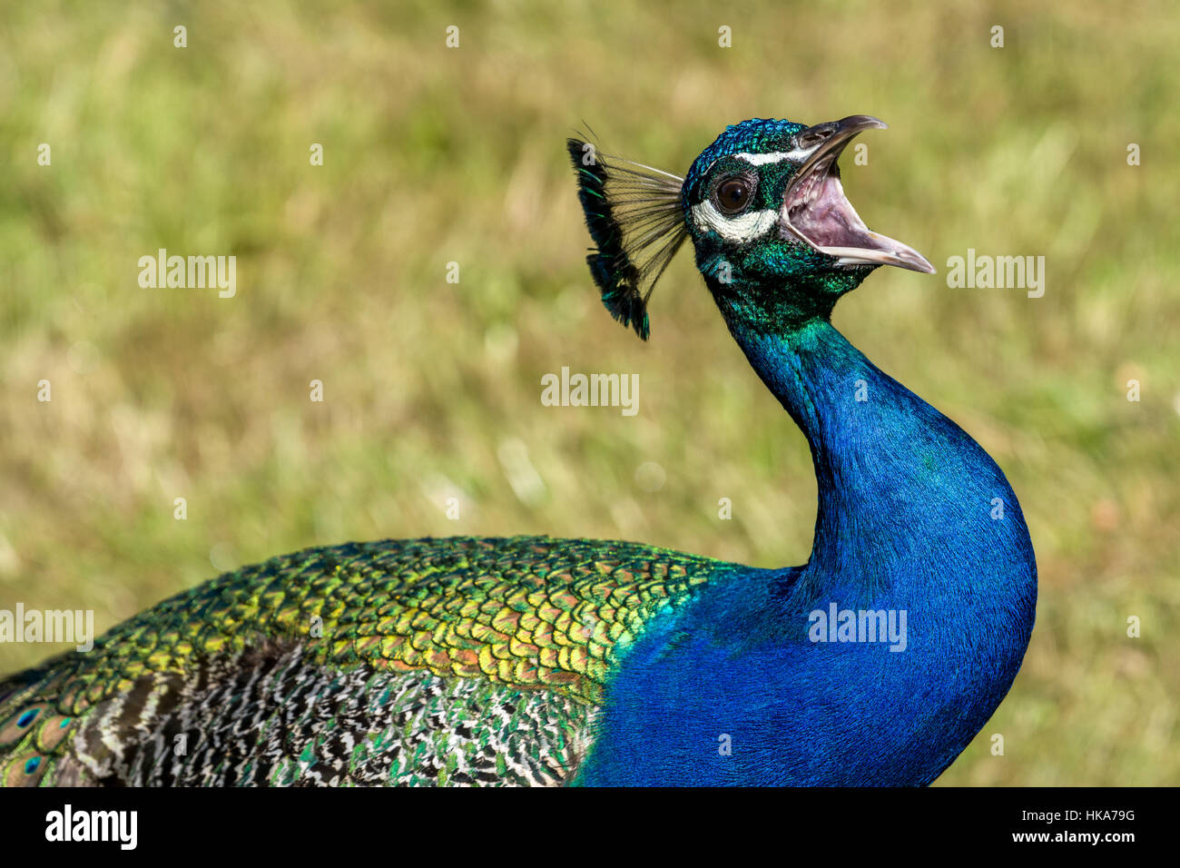 A Indian Peacock (Pavo cristatus) is screaming with the beak wide open Stock Photo