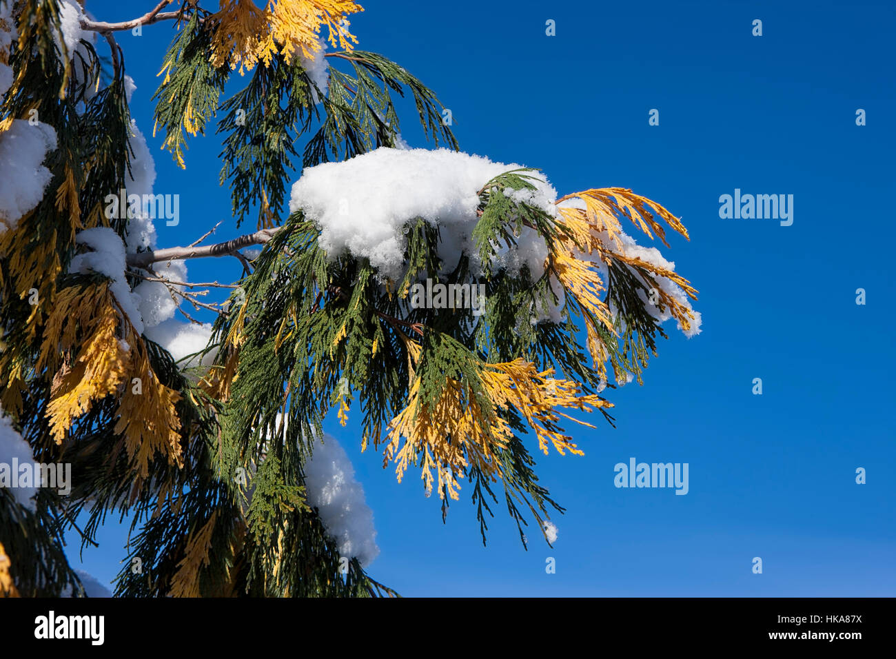 A clump of snow covers a branch with green and yellow pine boughs Stock