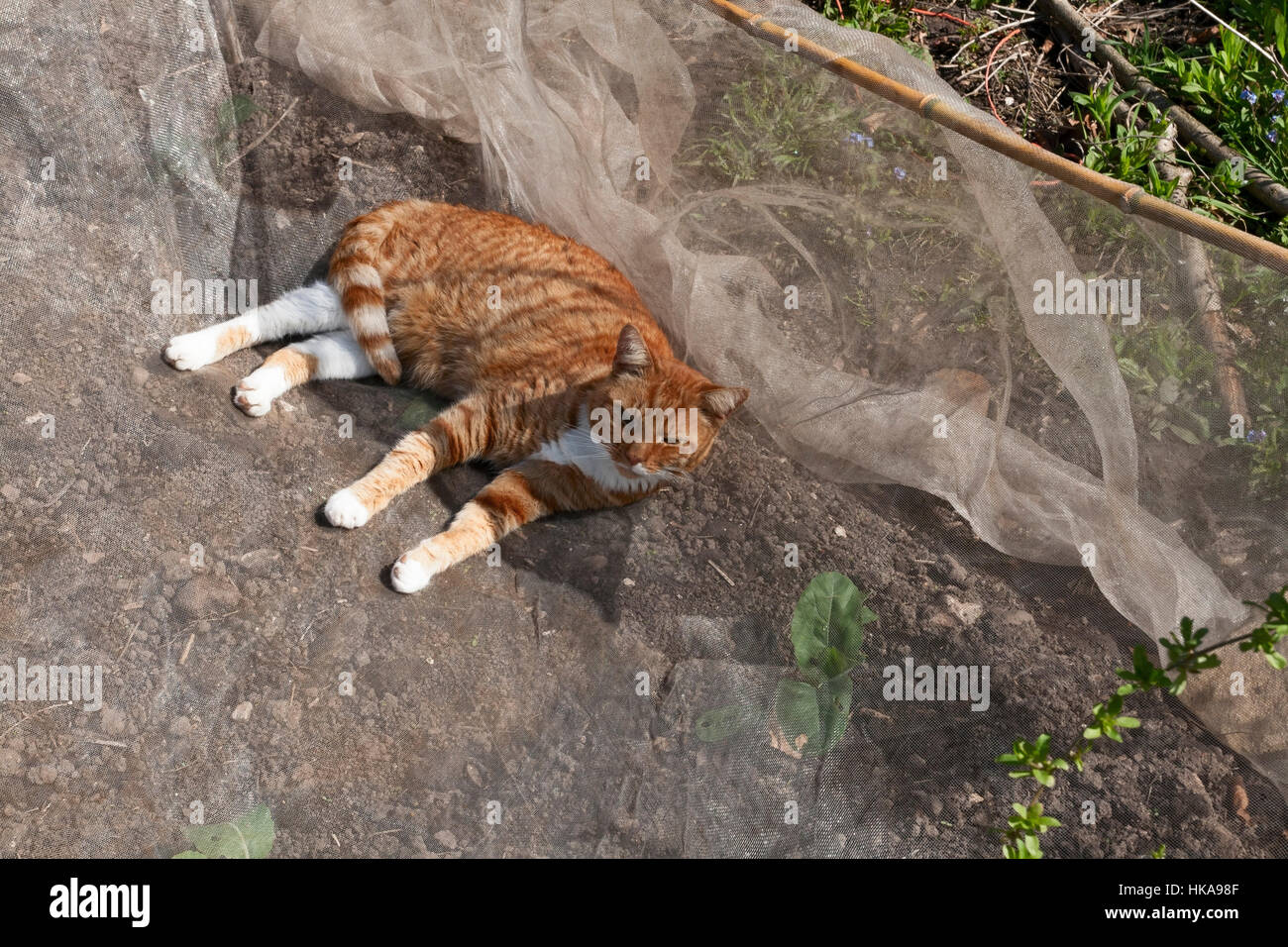 A domestic cat weighing down fleece protection in a vegetable garden Stock Photo