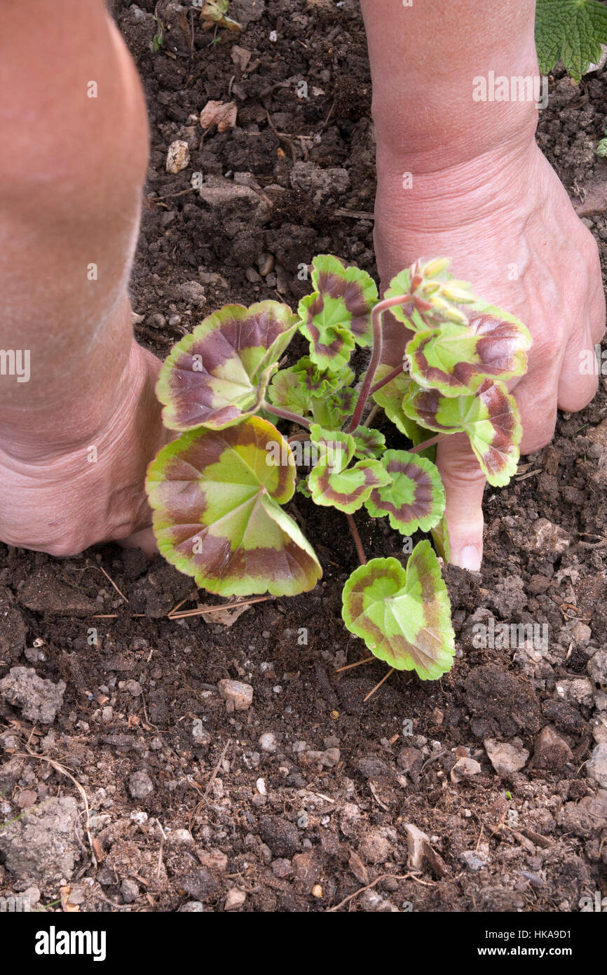 Planting a bedding Geranium (Pelargonium Stock Photo Alamy