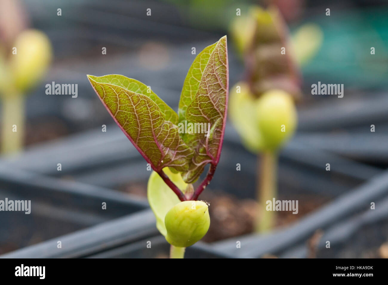 Dolichos lablab seedlings Stock Photo
