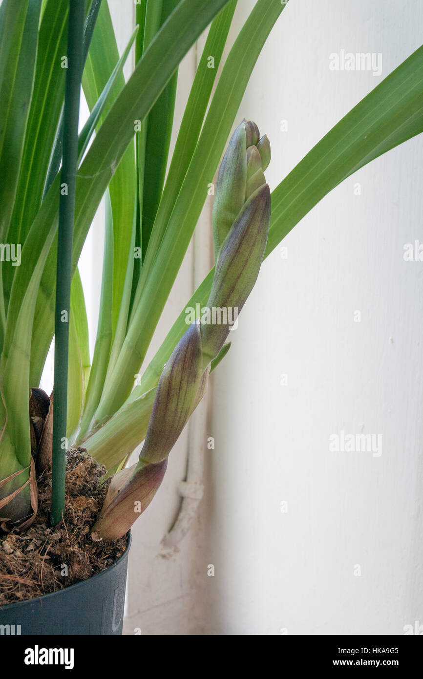 Newly emerging flower spikes of a Cymbidium orchid Stock Photo Alamy