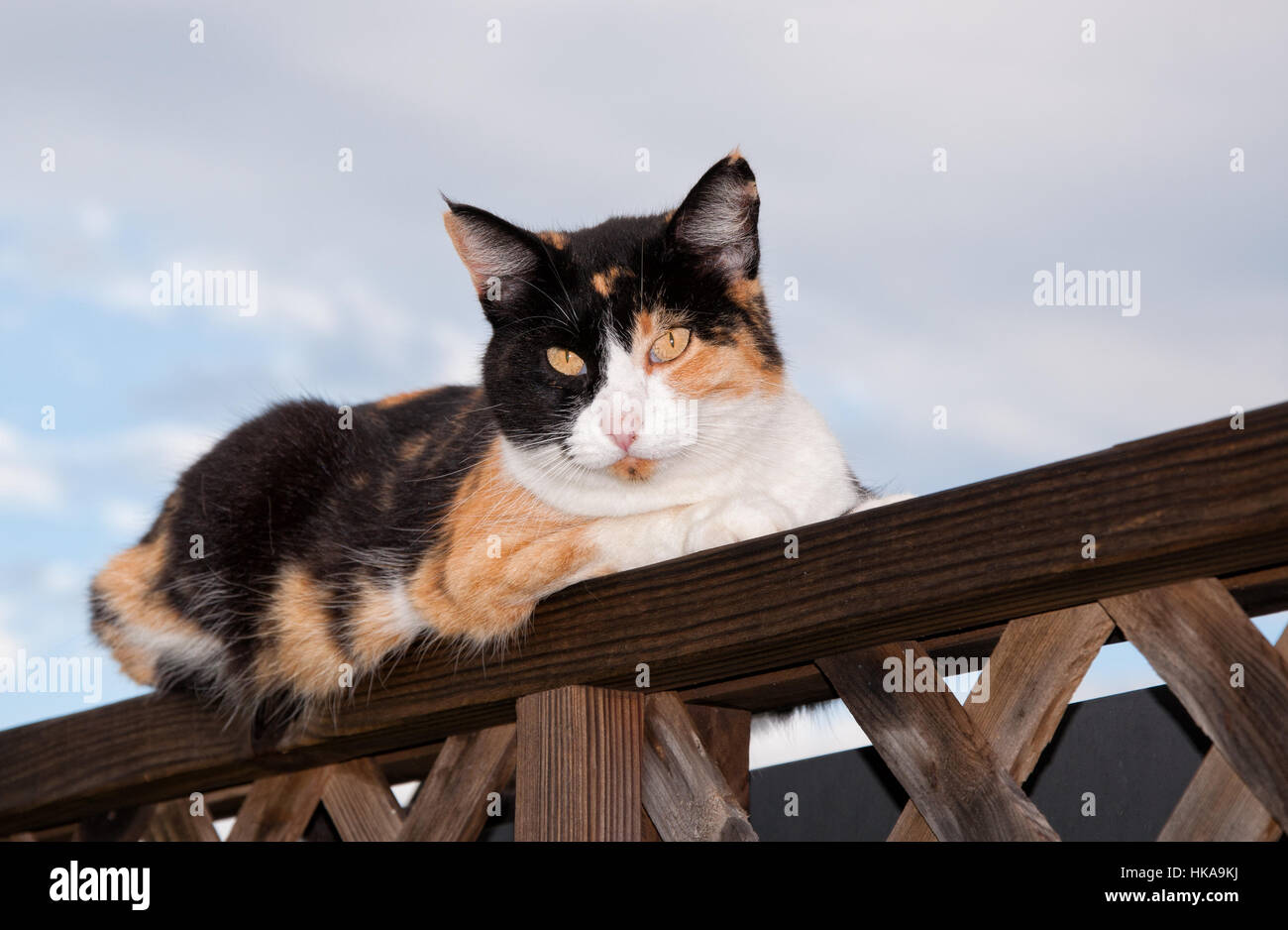 Calico cat resting on top of wooden railing, looking at the viewer Stock Photo