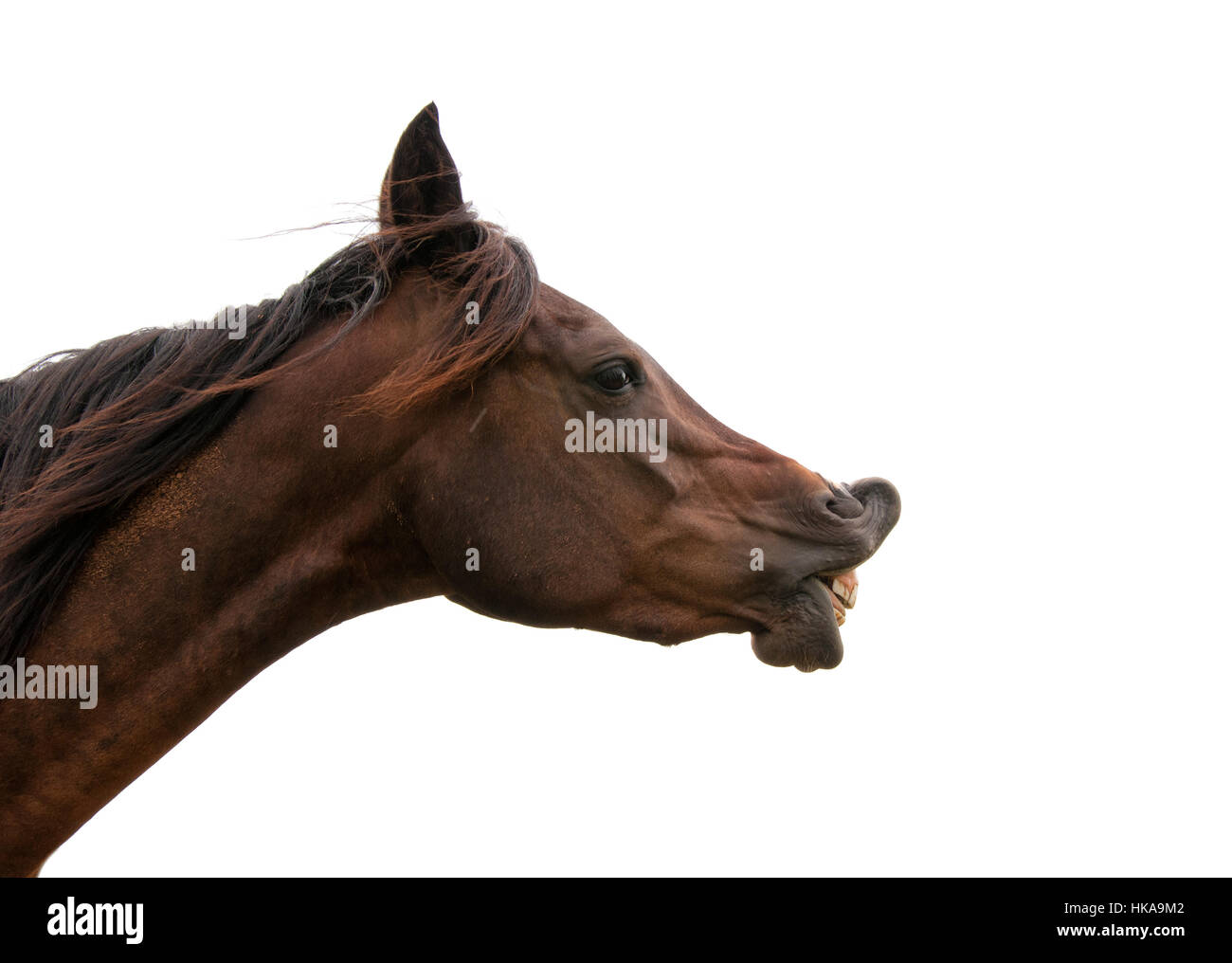 Dark bay horse exhibiting Flehmen response with his upper lip curled up