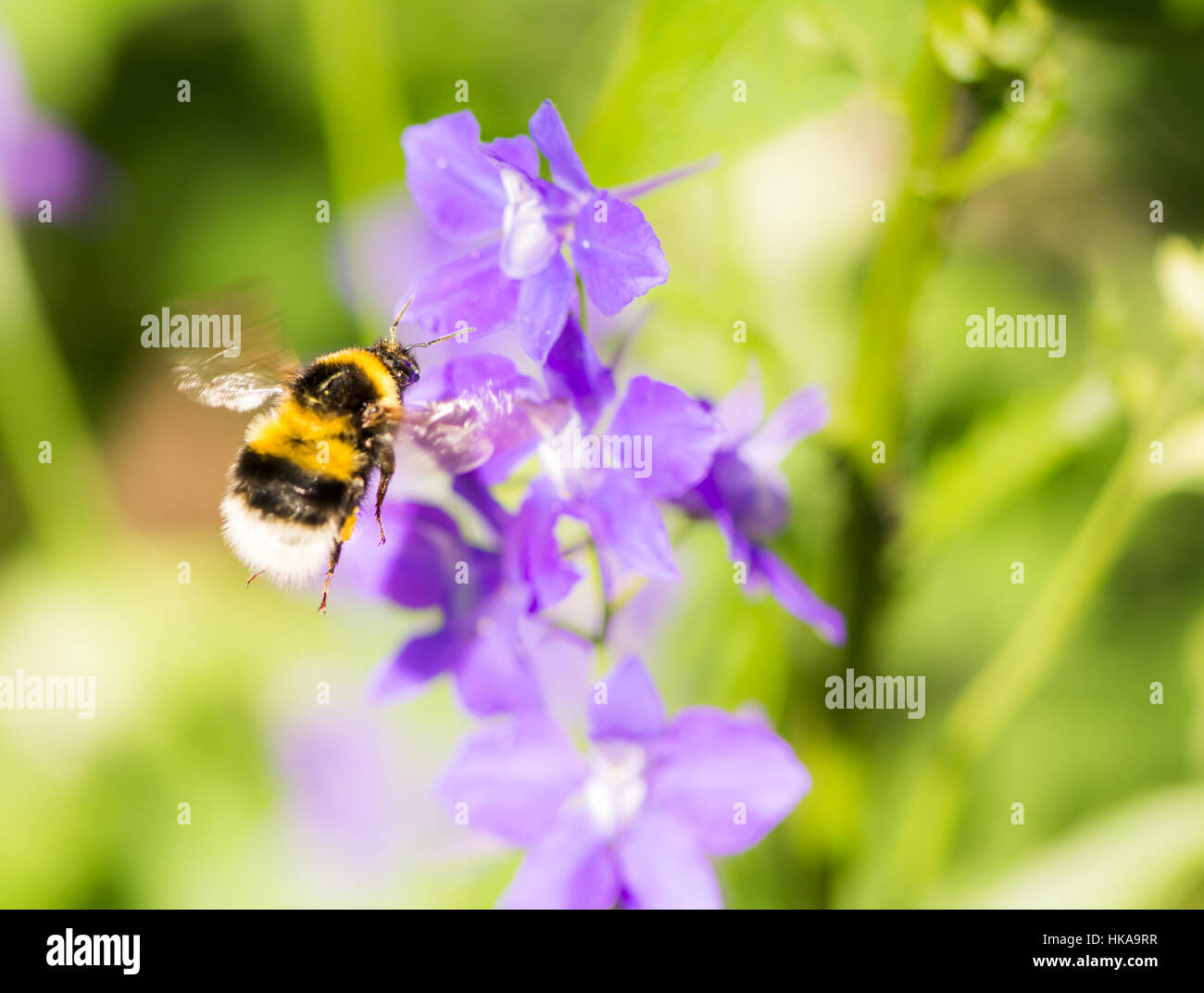 Bumblebee flying to the blossombs of a purple flower Stock Photo - Alamy