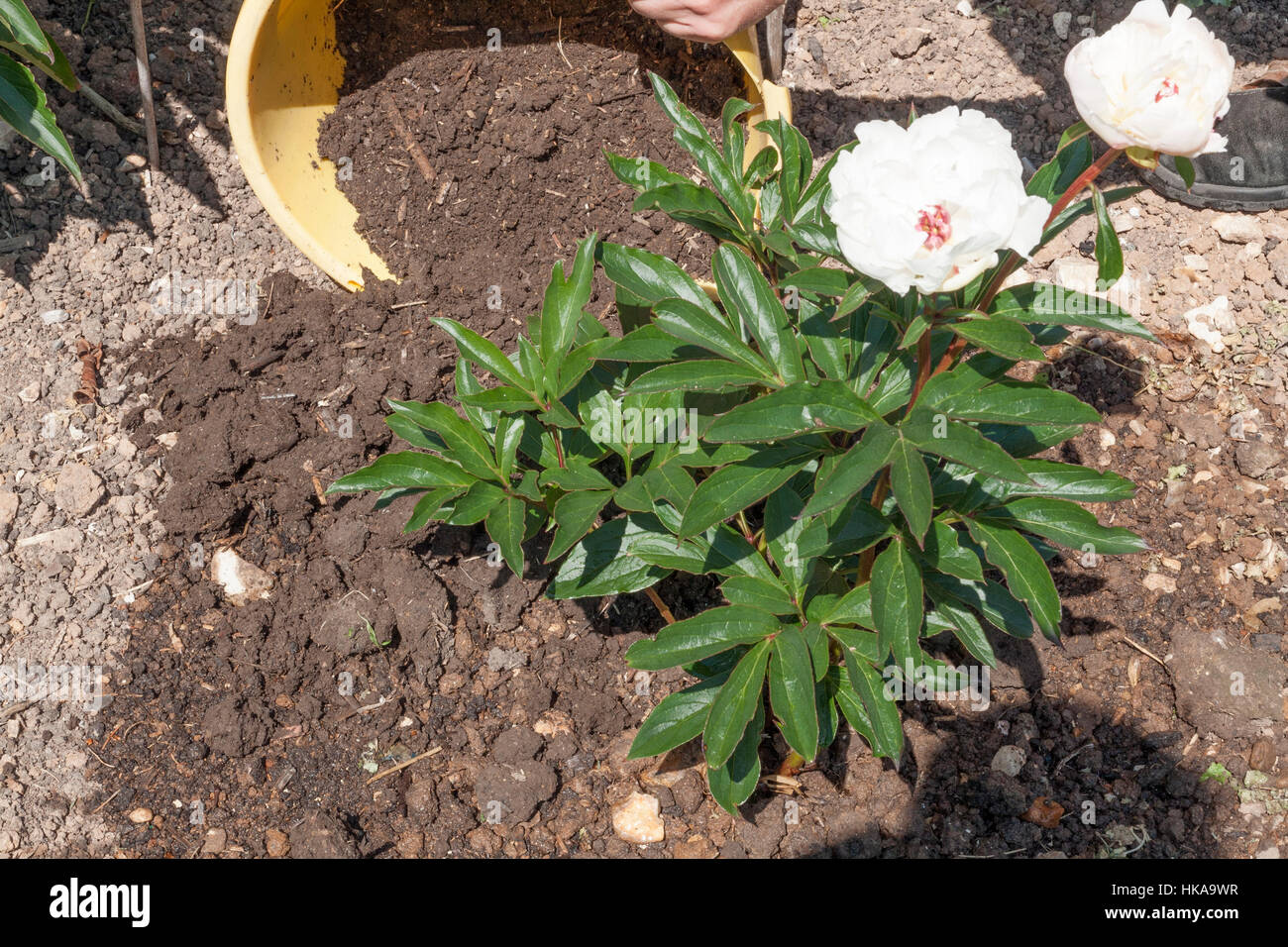 Mulching a Paeonia ' 'Duchesse de Nemours' (Peony) with well rotted compost Stock Photo