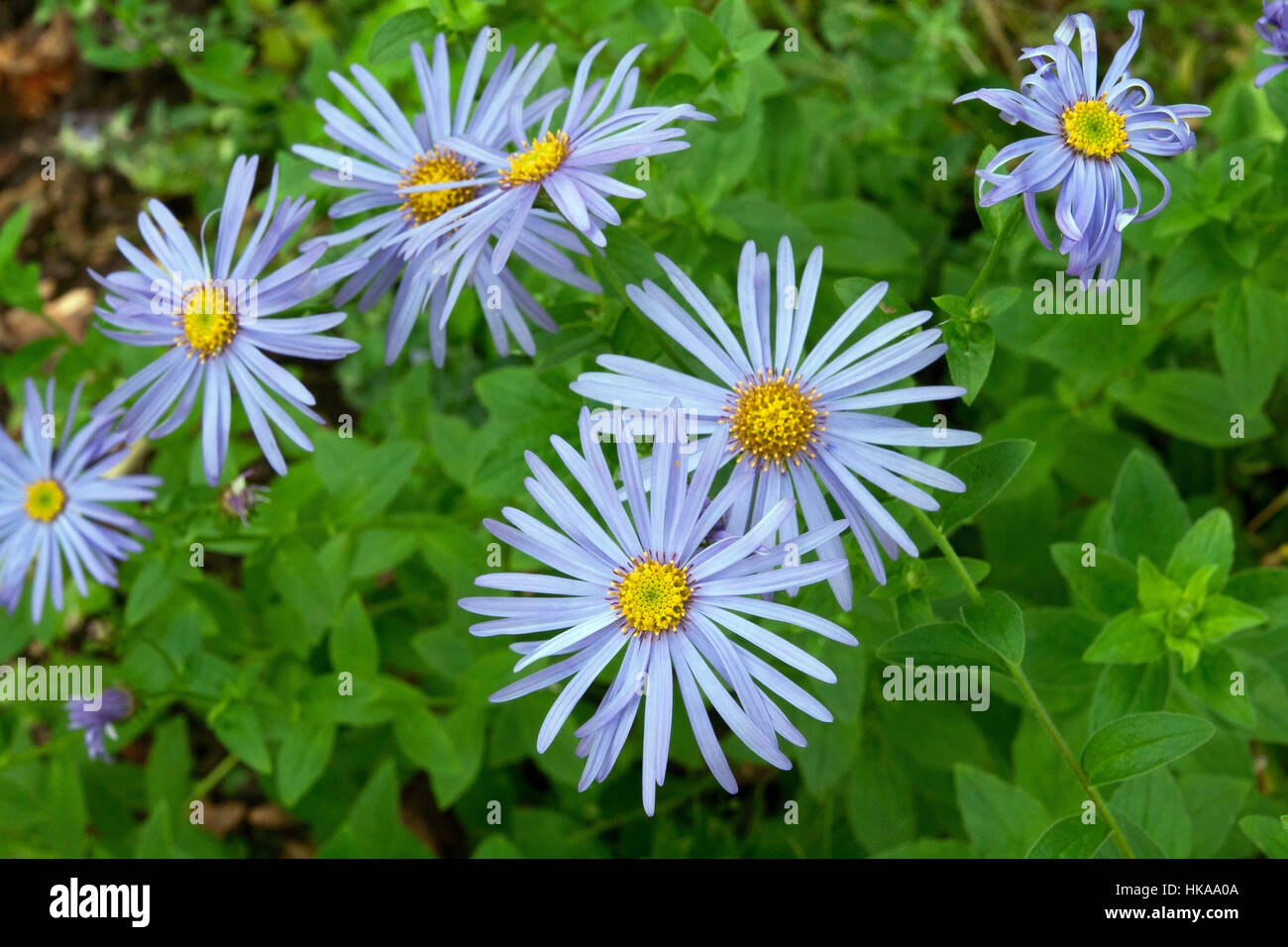 Aster x frikartii 'Monch' Stock Photo
