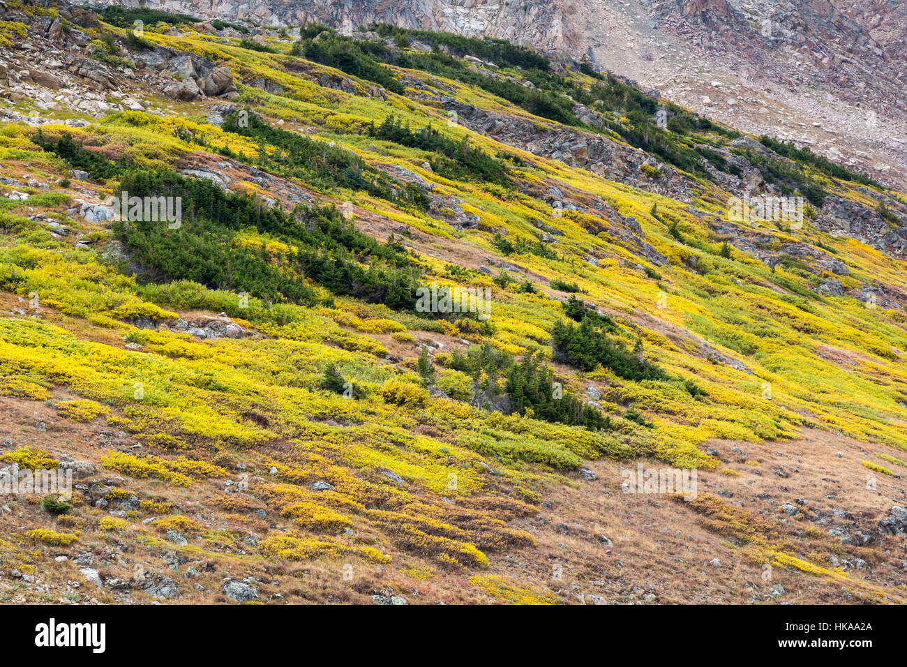 Alpine tundra on a mountainside above Gardner Lake in the Beartooth Mountains. Shoshone National Forest, Wyoming Stock Photo