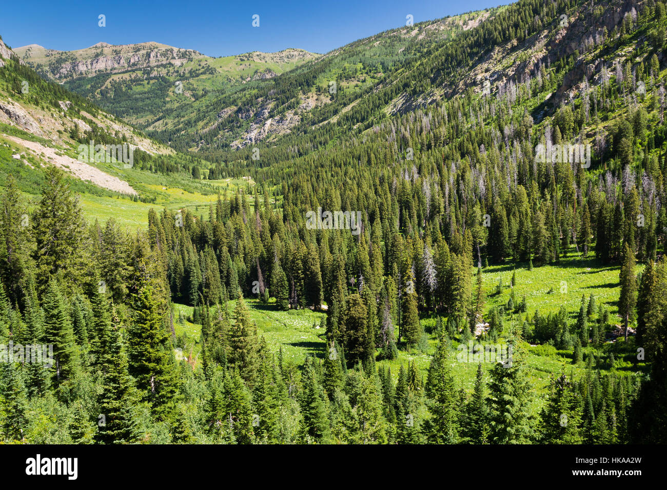 The Alaska Basin Trail descending out Teton Canyon in the Teton