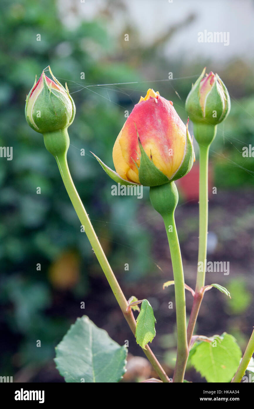 Buds rosa golden celebration hi-res stock photography and images - Alamy