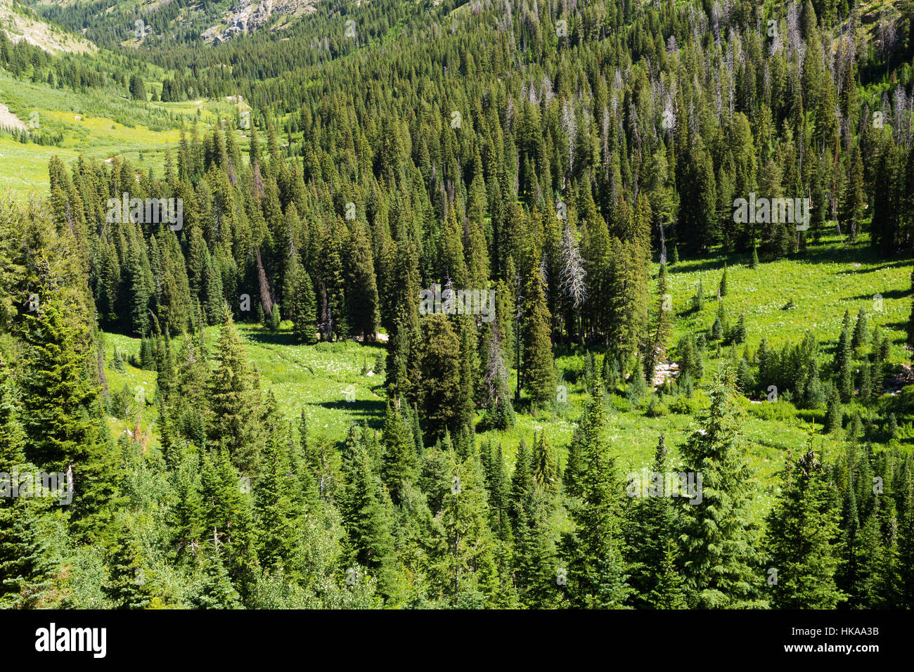 The Alaska Basin Trail descending out Teton Canyon in the Teton