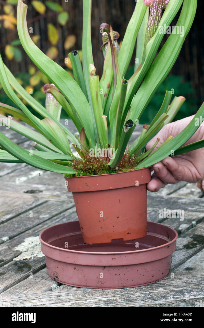Rejuvenating a Sarracenia for the winter - place in a saucer of rainwater Stock Photo