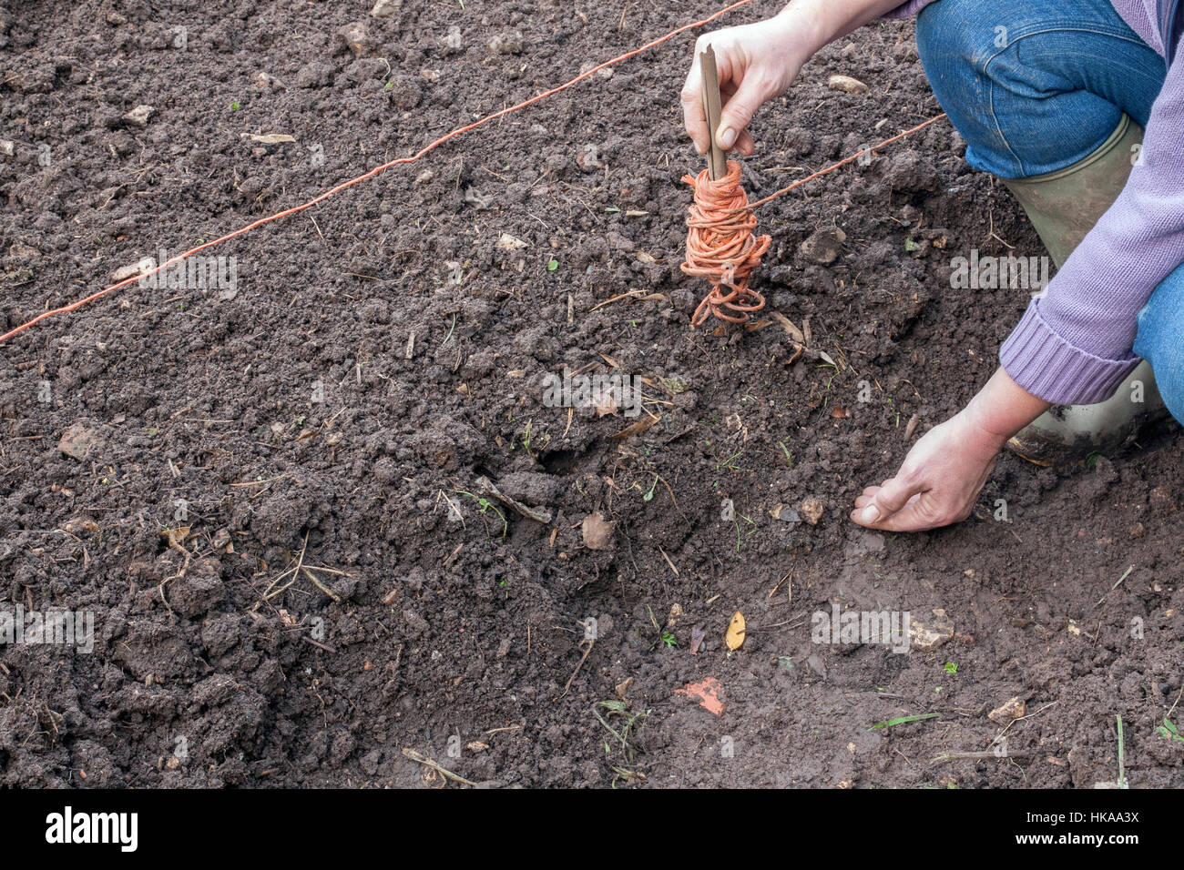 Sowing broad beans outside. Laying a line to mark edge of bed Stock Photo
