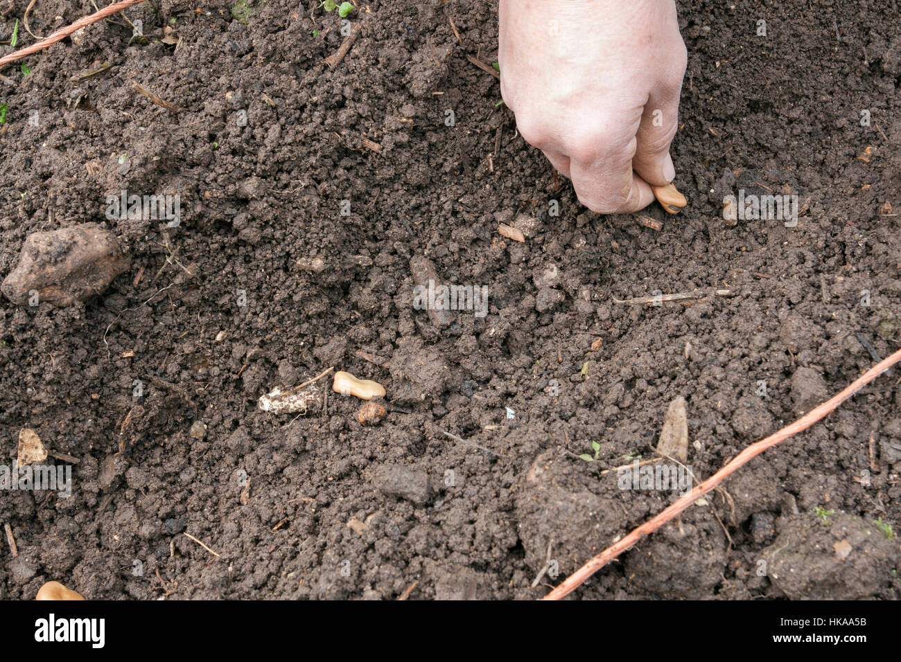 Sowing broad beans outside. Stock Photo