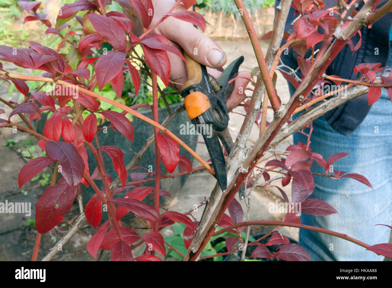 Caring for containerised blueberry plants Pruning out dead diseased and crossing branches Stock Photo
