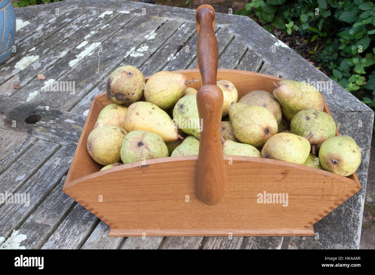 Trug full of ripened pears Stock Photo