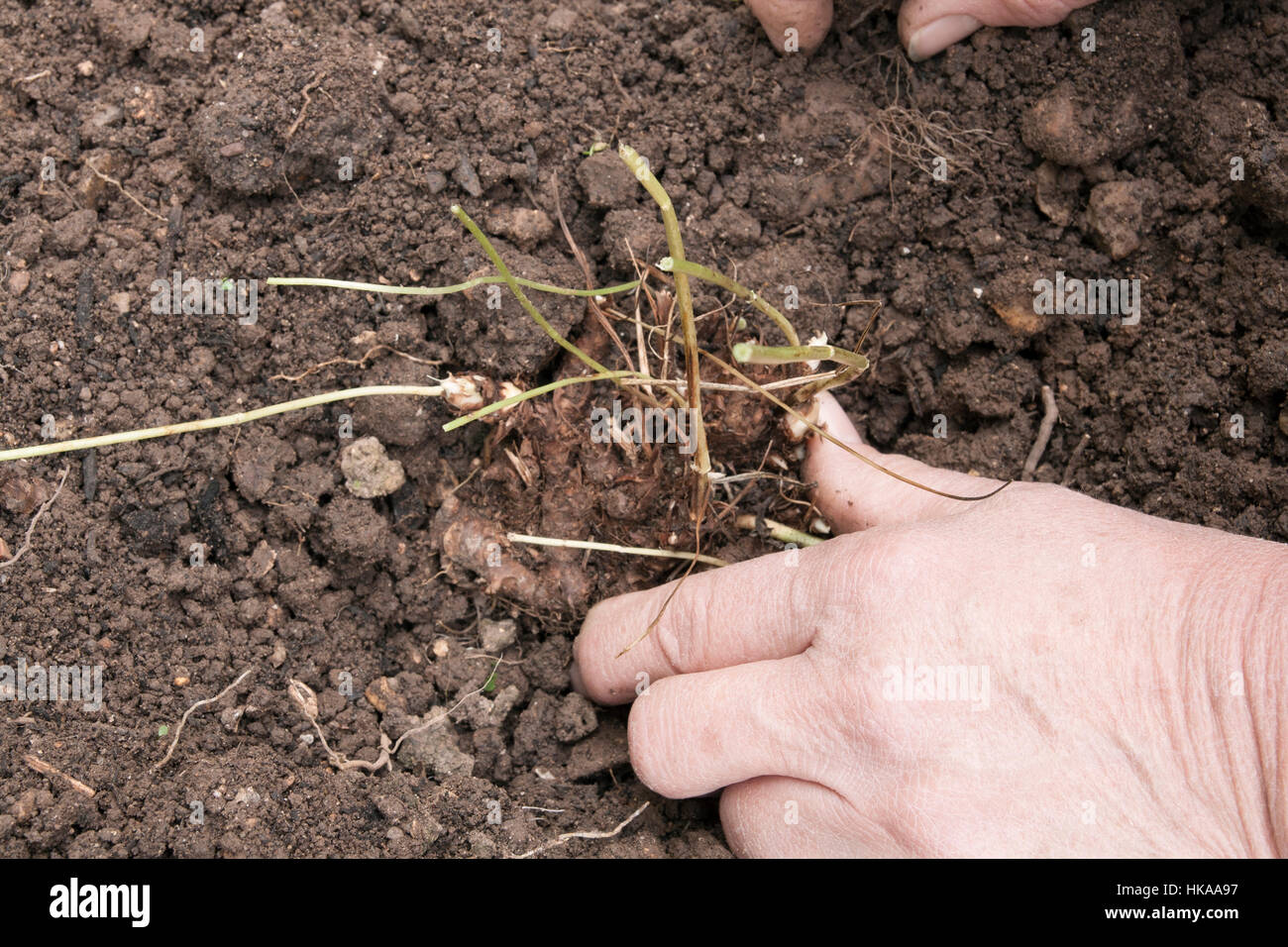 Planting a hardy geranium Stock Photo