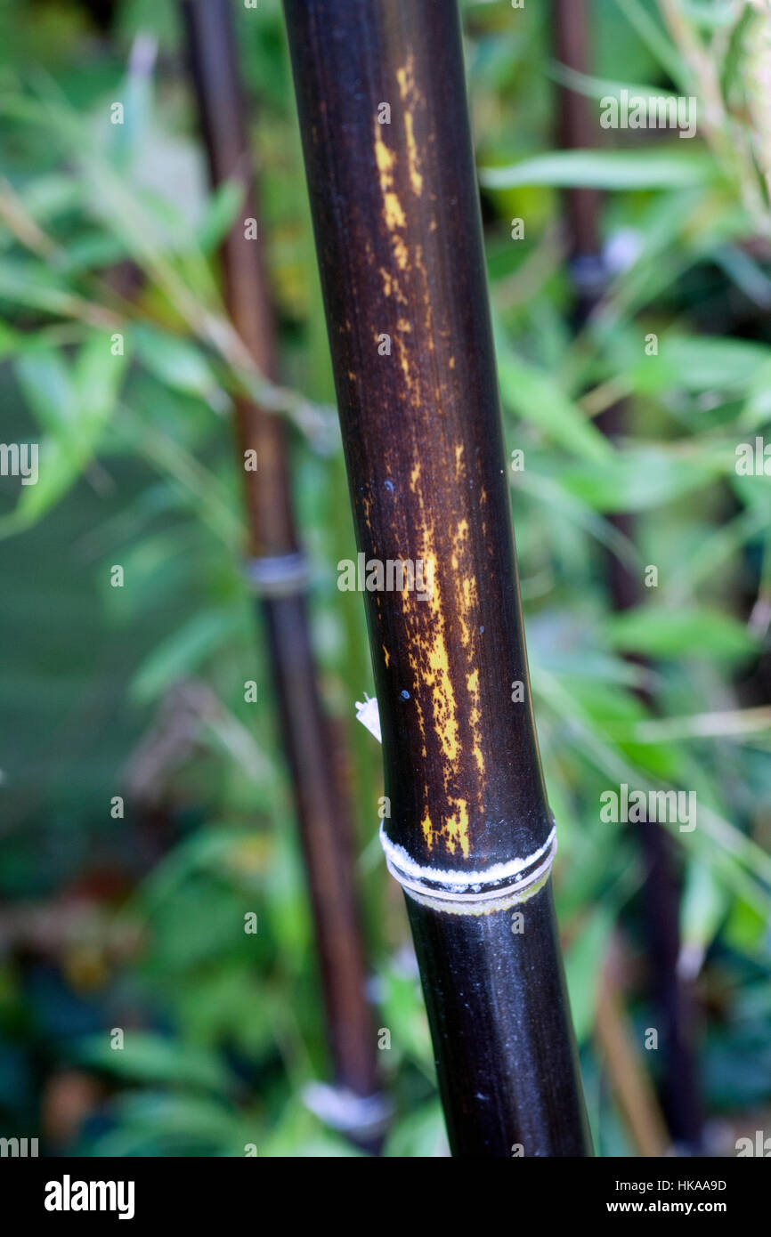 Phyllostachys nigra (Black Stemmed Bamboo Stock Photo - Alamy
