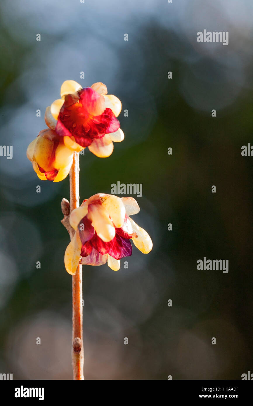 Chimonanthus praecox Stock Photo