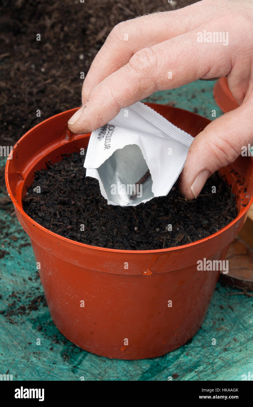 Sowing purple sprouted broccoli Stock Photo